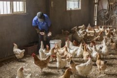 拉白痢、喜臥、腿瘸等大腸桿菌現(xiàn)象層出不窮？