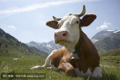 肥牛養(yǎng)殖過(guò)程中存在的問(wèn)題，以及解決的方法。