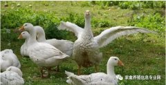 怎么治療鵝痛風(fēng)問(wèn)題？快進(jìn)來(lái)看看！