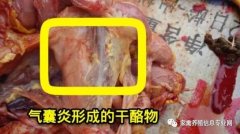 家禽氣囊炎其實不難治，找對方法最重要！