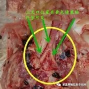 全國多地呼吸道又頻發(fā)？（雨天較多易感染）!