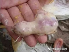 肉雞最頭疼的還是腺肌胃炎，到底該怎么解決？